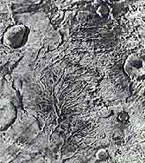 Участок поверхности Марса со следами древней водной эрозии